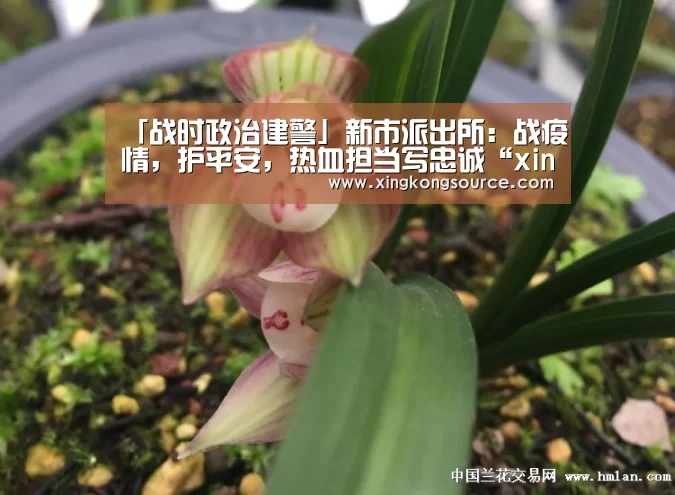 「战时政治建警」新市派出所：战疫情，护平安，热血担当写忠诚“xingkongyule”(图2)